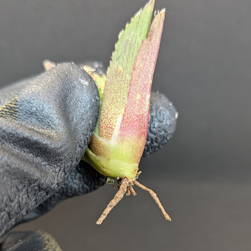 展示用】アガベ チタノタ 追星 COK CG01 TC 多肉植物 SAWAFARM 展示用】アガベ チタノタ 追星 COK CG01 TC 多肉植物 SAWAFARM