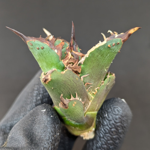 アガベ チタノタ レッドキャットウィーズル 赤猫 OC ゴリ赤猫 ブツブツ