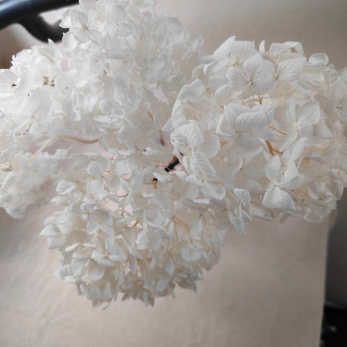 まるこ様オーダー秋色紫陽花ドライフラワー&白い紫陽花ドライ まるこ様オーダー秋色紫陽花ドライフラワー&白い紫陽花ドライ