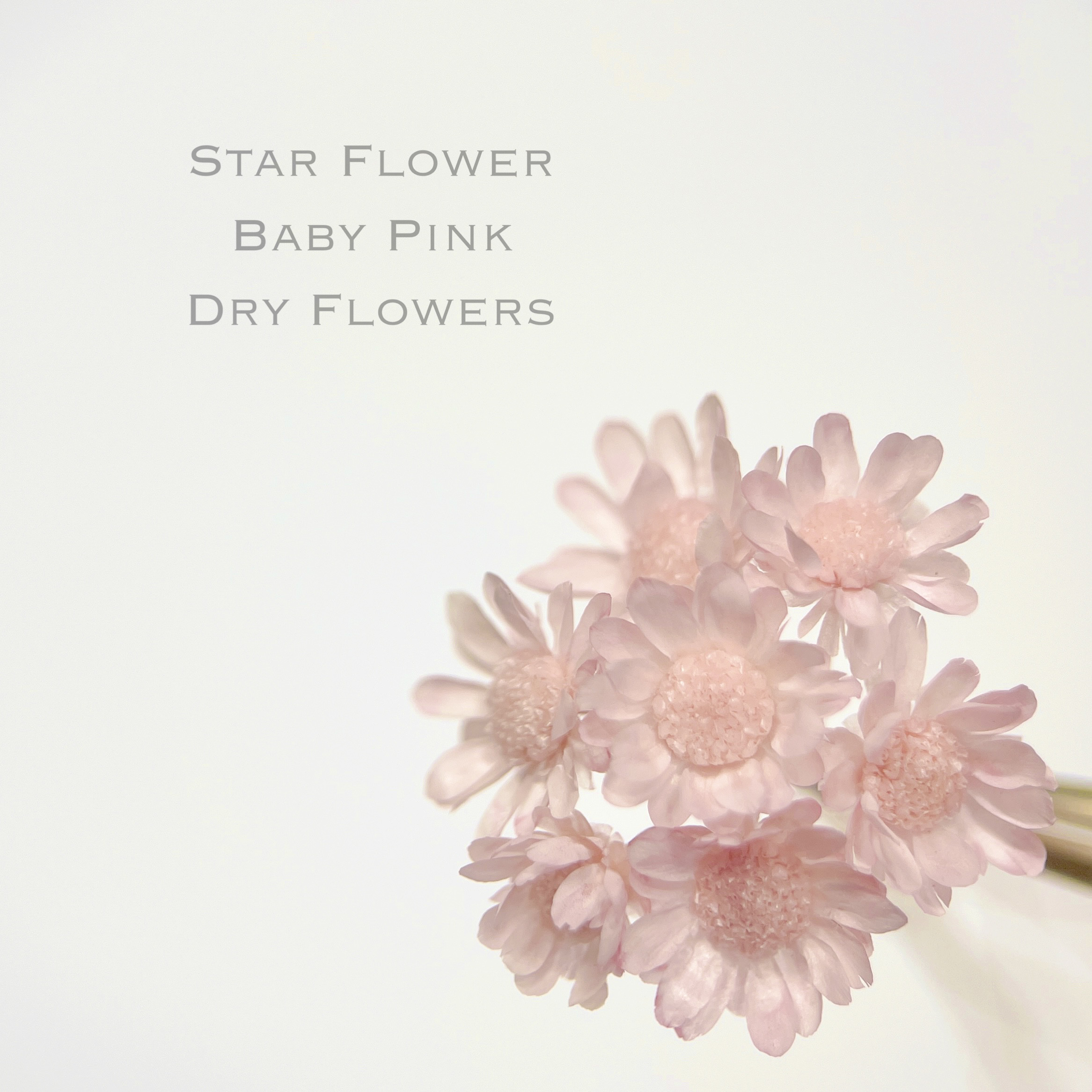 ひなひまページ　スターフラワーピンク