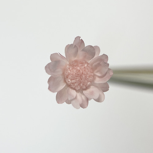 スターフラワー ミニ ベビーピンク その他素材 meow. 通販