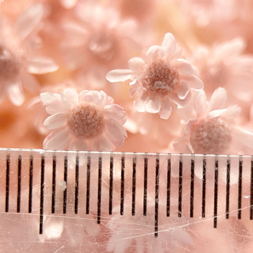 スターフラワー ミニ ベビーピンク その他素材 meow. 通販