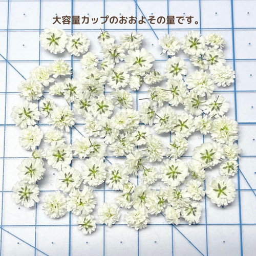 N-14 イエロー】国産 大粒 かすみ草 大容量 ドライフラワー 小花