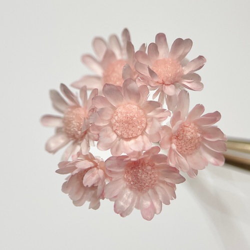 ひなひまページ　スターフラワーピンク ひなひまページ スターフラワーピンク ひなひまページ スター