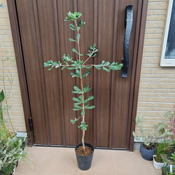 バンクシア　グランディス　鉢植え　苗　ワイルドフラワー　ドライガーデン バンクシア グランディス 鉢植え 苗 ワイルドフラワー ドライ