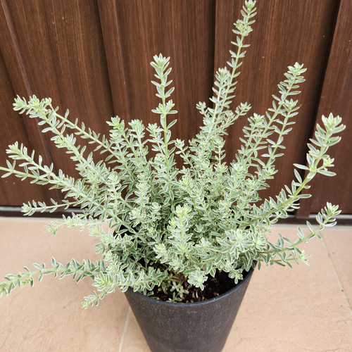 ウエストリンギア スモーキーホワイト 鉢植え 苗 斑入り 盆栽 fleurir