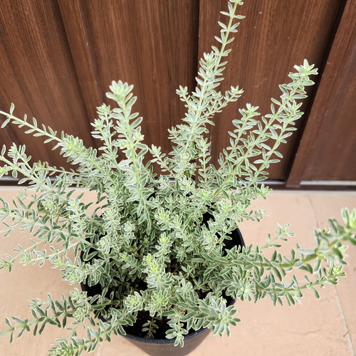 ウエストリンギア スモーキーホワイト 鉢植え 苗 斑入り 盆栽 fleurir