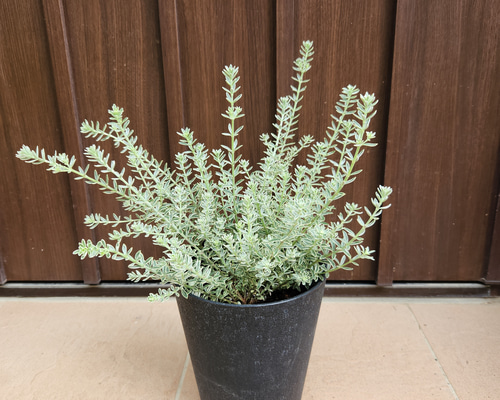 ウエストリンギア スモーキーホワイト 鉢植え 苗 斑入り 盆栽 fleurir