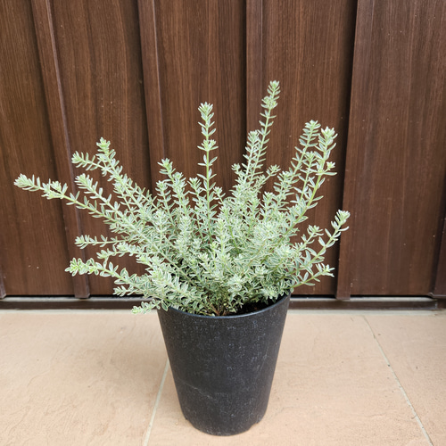 ウエストリンギア スモーキーホワイト 鉢植え 苗 斑入り 盆栽 fleurir