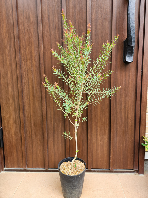 メラレウカ　レッドジェム　特大サイズ Amazon.co.jp: ITANSE メラレウカ・レッドジェム4.5号鉢 1