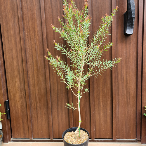 大きめ♡メラレウカ レッドジェム 鉢植え 苗 苗木 カラーリーフ