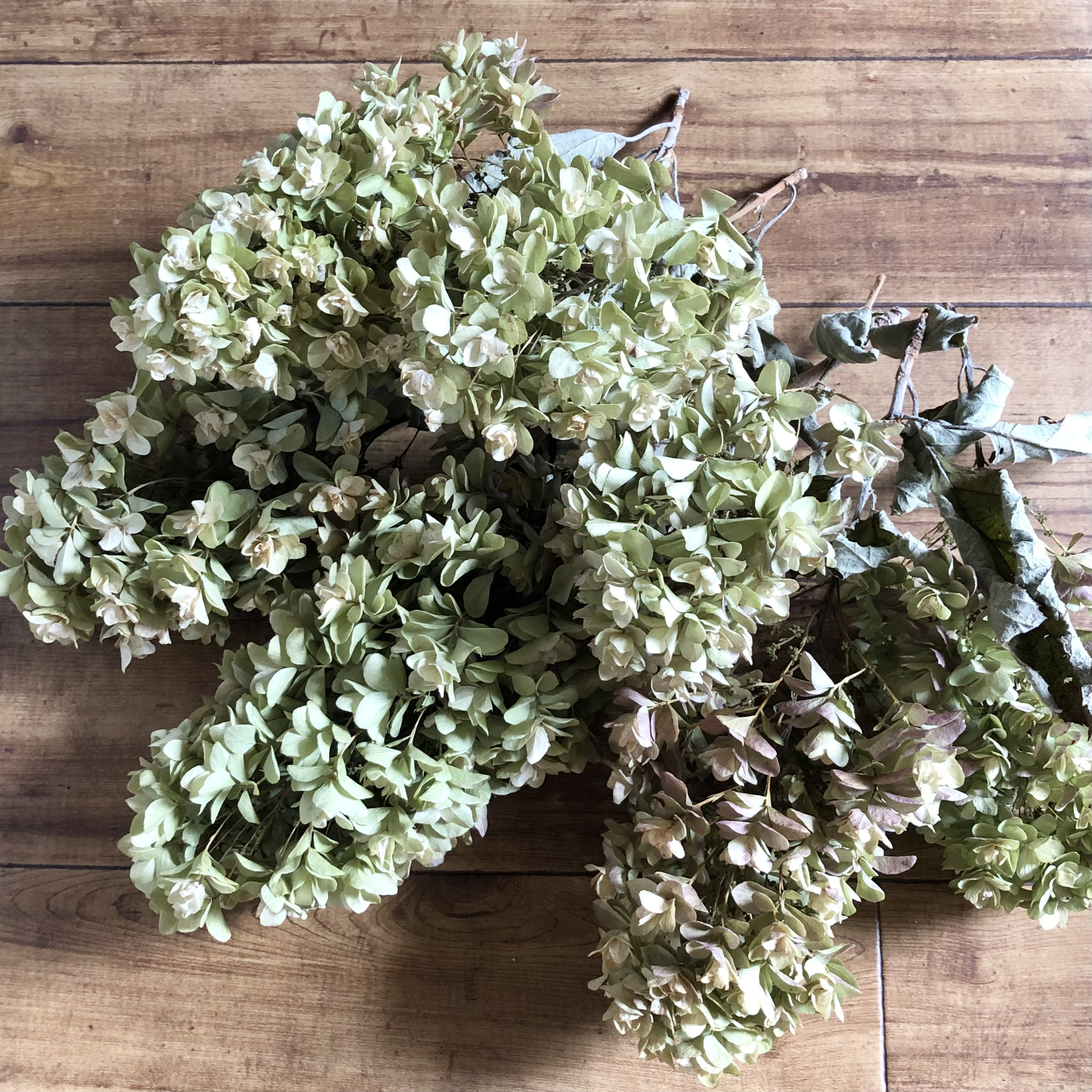 紫陽花のドライフラワーリース　七月のインテリア　柏葉紫陽花