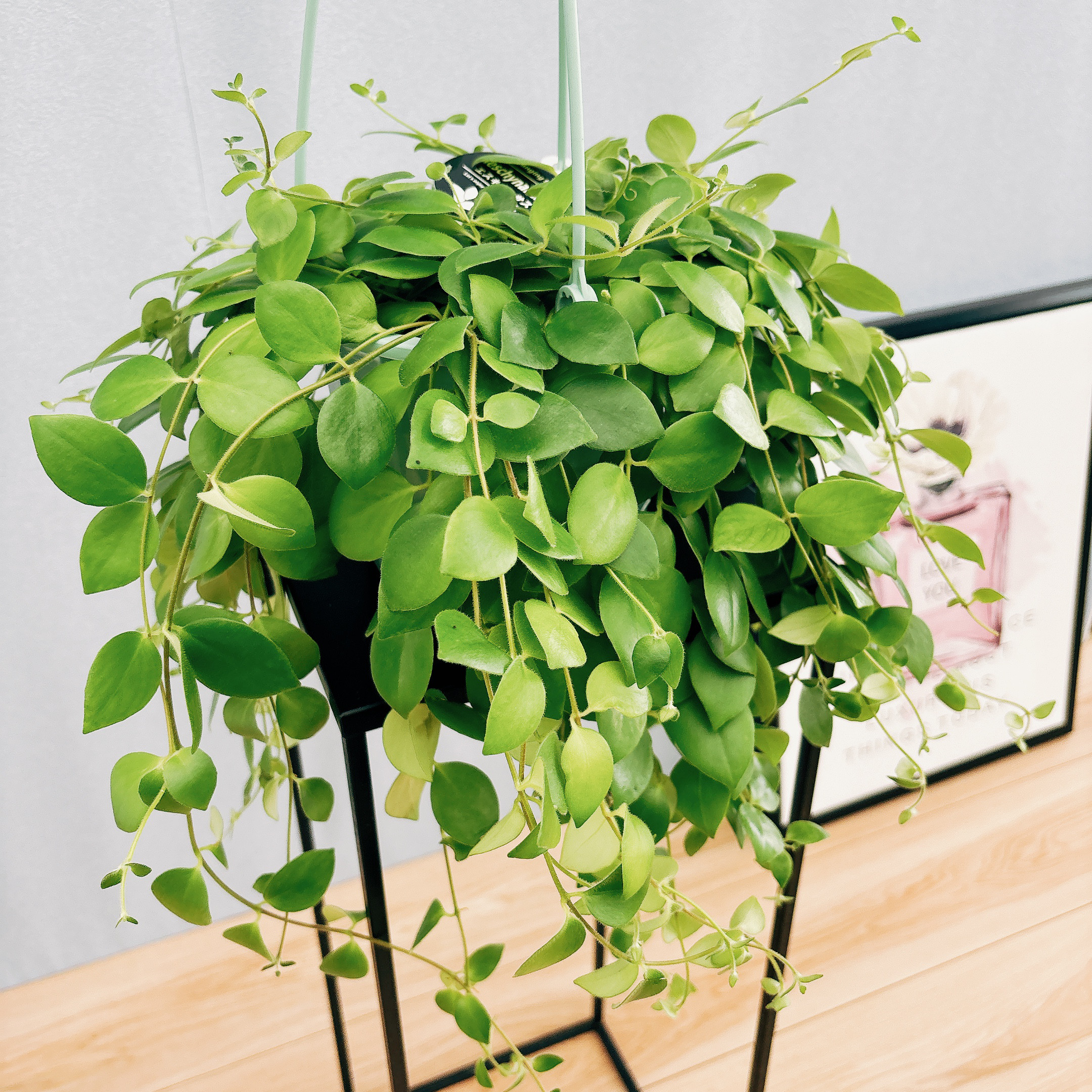 ［現品］90番　エスキナンサス　マルモラタス　5号　観葉植物　室内　吊り下げ ae83638e42642e236ef3269b849b8a