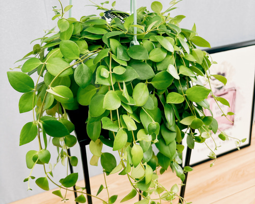 現品］2番 エスキナンサス トリコロール 5号 観葉植物 室内 吊り