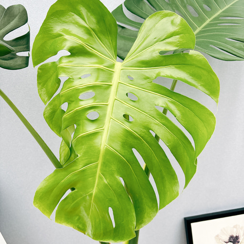 引取限定】幹立上り 110cm 大型モンステラデリシオーサ 観葉植物 引取