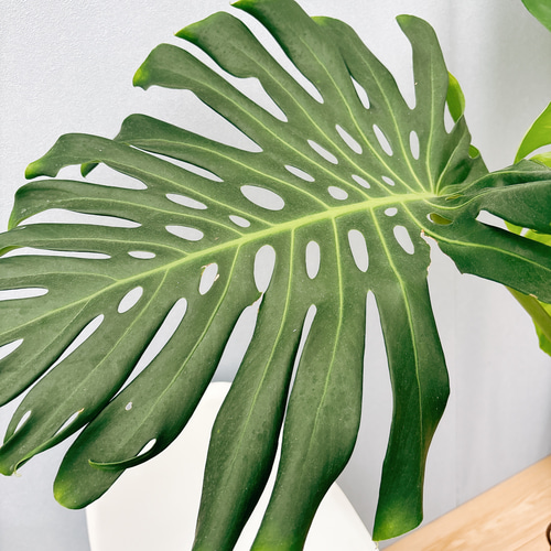 ［現品］7番　モンステラ　デリシオーサ　幹上がり　7号　八丈島産　観葉植物　室内 現品］7番 八丈島産 モンステラ デリシオーサ 幹上がり 7号 観葉