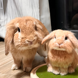 オーダーメイドペット】羊毛 亡くなったペット ぬいぐるみ うさぎ