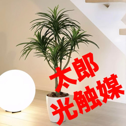 光触媒　人工観葉植物　ウォールグリーン　フェイクグリーン　モンステラポット@p 光触媒 人工観葉植物 ウォールグリーン フェイクグリーン