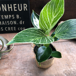 バーキン♡希少♡フィロデンドロン♡観葉植物♡斑入り アートフラワー