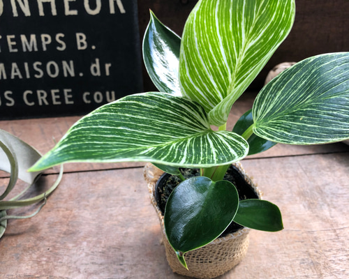 1f3066d7a55263847a85b6a57e825e