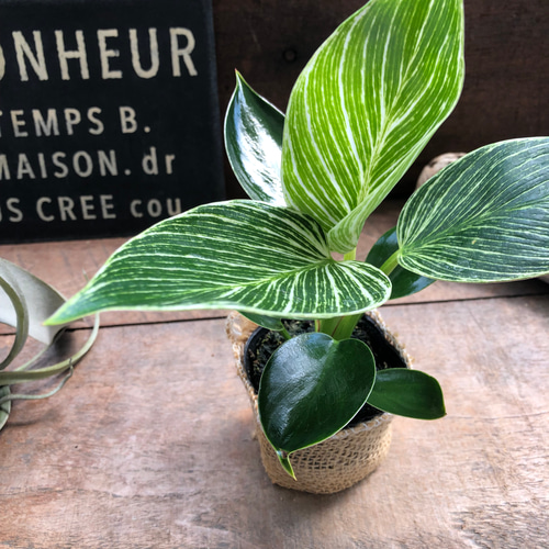 バーキン♡希少♡フィロデンドロン♡観葉植物♡斑入り アートフラワー
