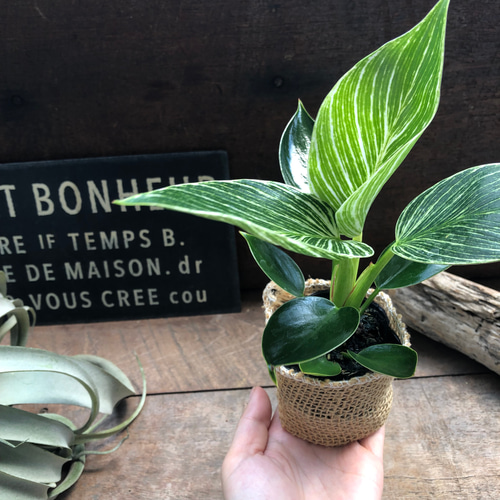 バーキン♡希少♡フィロデンドロン♡観葉植物♡斑入り アートフラワー