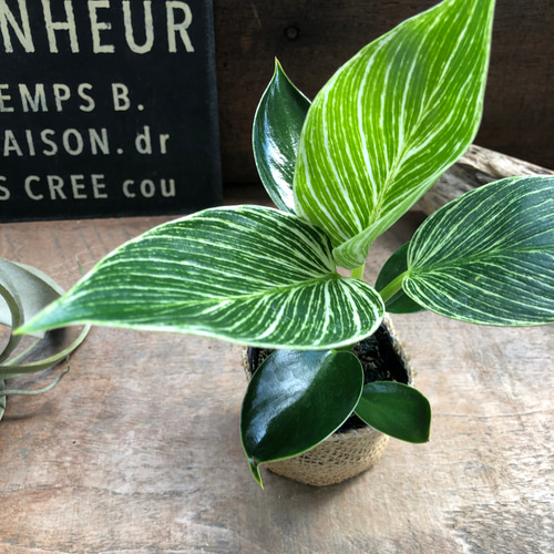 バーキン♡希少♡フィロデンドロン♡観葉植物♡斑入り アートフラワー