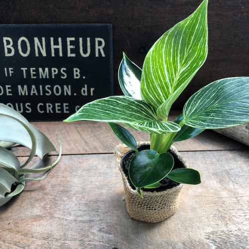 超希少 本物 斑入り フィロデンドロン ハイブリッド キティナ