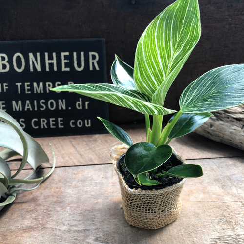 バーキン♡希少♡フィロデンドロン♡観葉植物♡斑入り アートフラワー