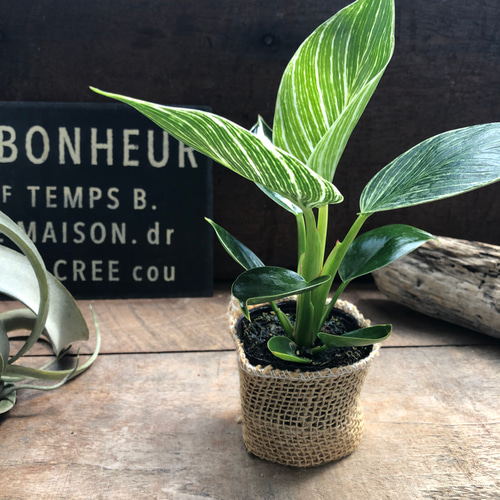 バーキン♡希少♡フィロデンドロン♡観葉植物♡斑入り アートフラワー