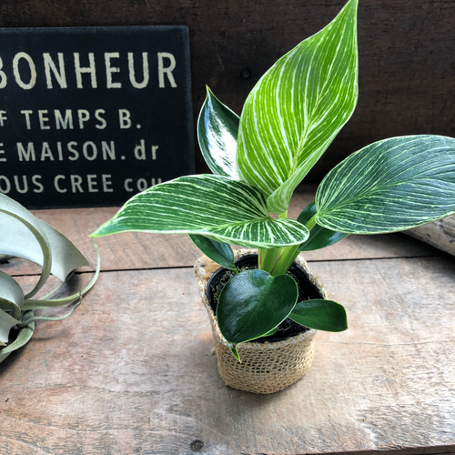 超超絶希少 フィロデンドロン シルバーソード斑入 (ハスタータム斑入