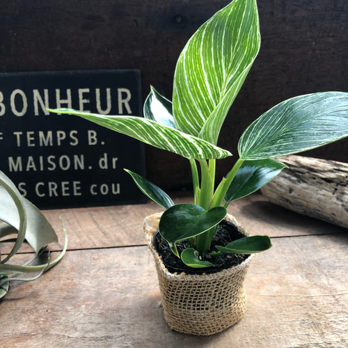 【観葉植物】レア　フィロデンドロン リンナエイ　パープルバック 観葉植物】レア フィロデンドロン リンナエイ パープルバック 【公式通販】