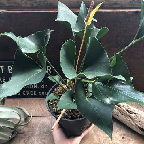 アンスリウム アロー 5寸 | GREEN JAM foliageplant