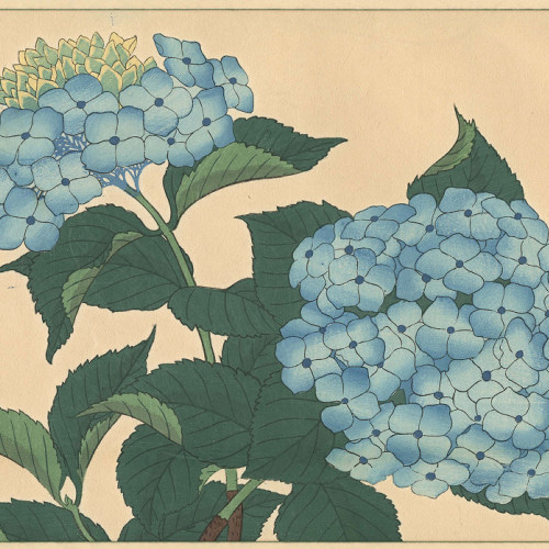紫陽花の日本画絵画アートポスター☆水色梅雨和室インテリア夏和 紫陽花の日本画絵画アートポスター☆水色梅雨和室インテリア夏和