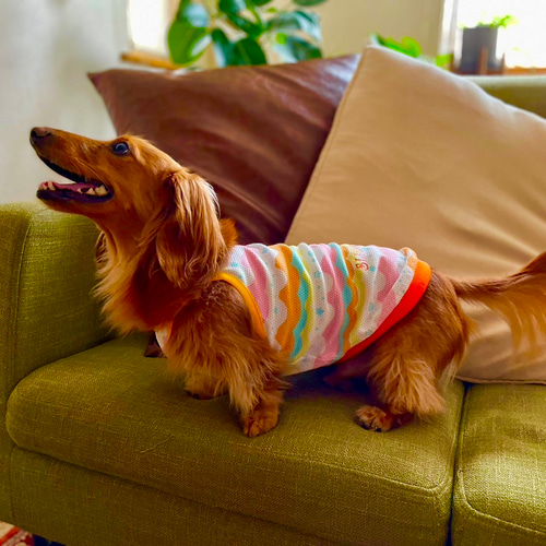 送料無料】波と貝殻の爽やかメッシュ天竺ニットキャミソール犬服