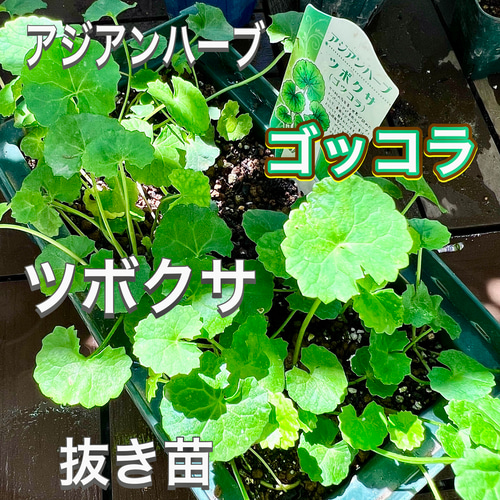 レモングラス苗 300本 無茶