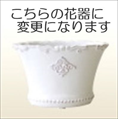 プリザーブドフラワー＜キャスポットレース＞グレイッシュブルー ローズ 【お祝い】