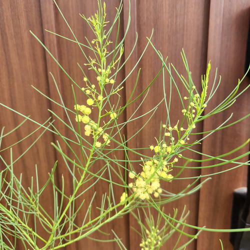 ぱど太郎ページ　四季咲き♡アカシア　オールリーフワトル　鉢植え　 ミモザ 四季咲き♪ アカシアオールリーフワトル ポット鉢植え 観葉植物