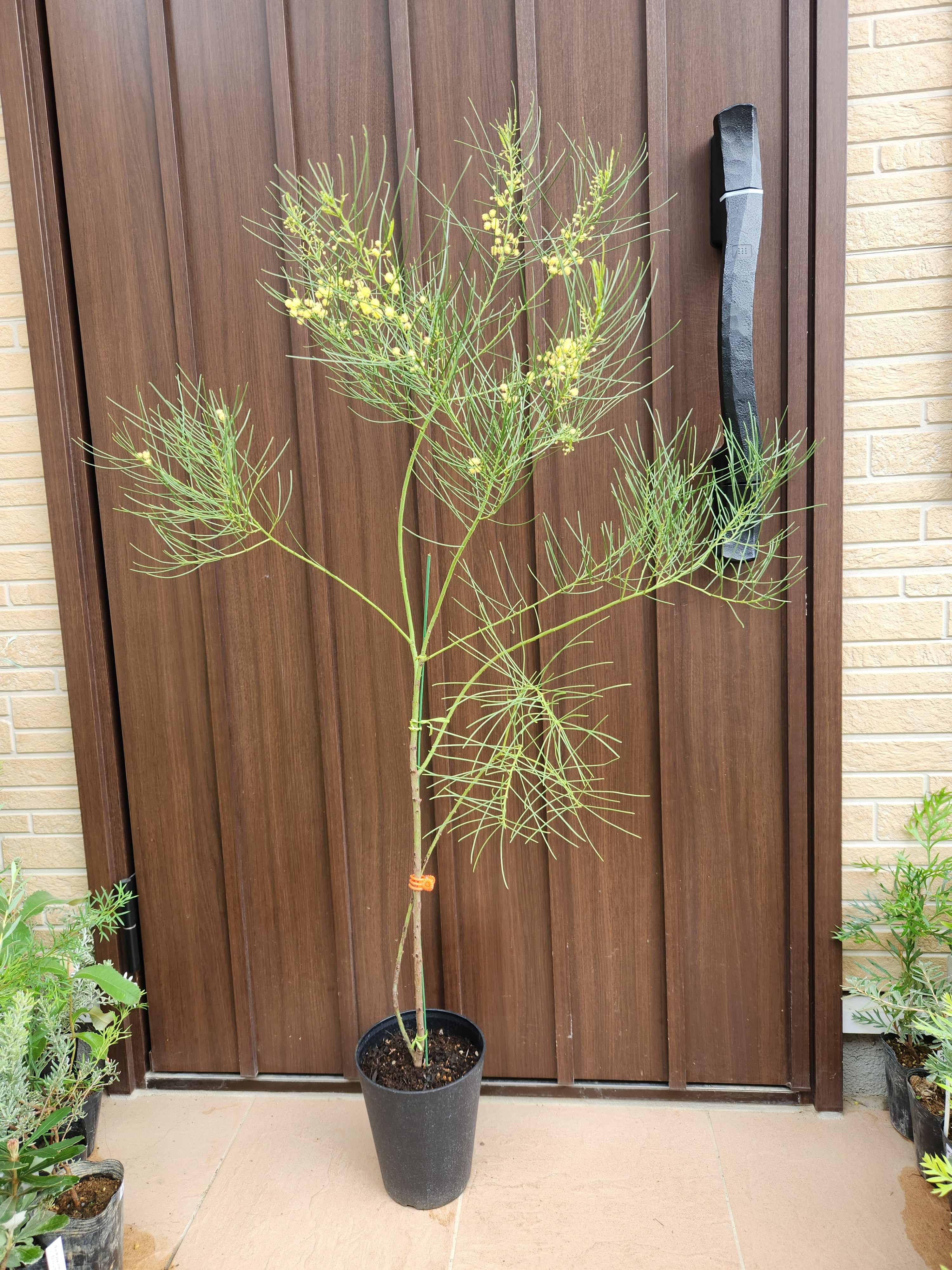 ぱど太郎ページ　四季咲き♡アカシア　オールリーフワトル　鉢植え　 ミモザ ぱど太郎ページ 四季咲き♡アカシア オールリーフワトル 鉢植え
