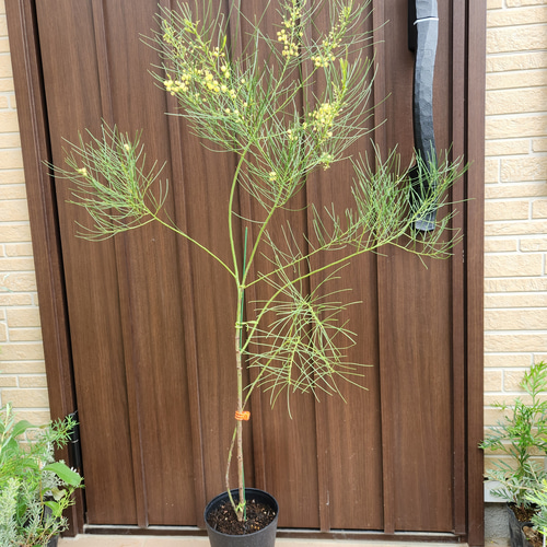 ぱど太郎ページ　四季咲き♡アカシア　オールリーフワトル　鉢植え　 ミモザ 四季咲き♪ アカシアオールリーフワトル ポット鉢植え 観葉植物