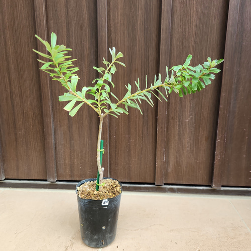 バンクシアマージナータ ポット苗 ワイルドフラワー オージープランツ