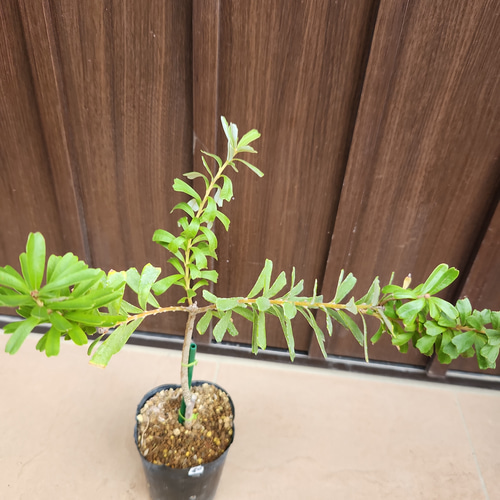 バンクシアマージナータ ポット苗 ワイルドフラワー オージープランツ