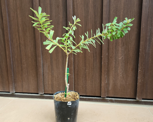 バンクシアマージナータ ポット苗 ワイルドフラワー オージープランツ