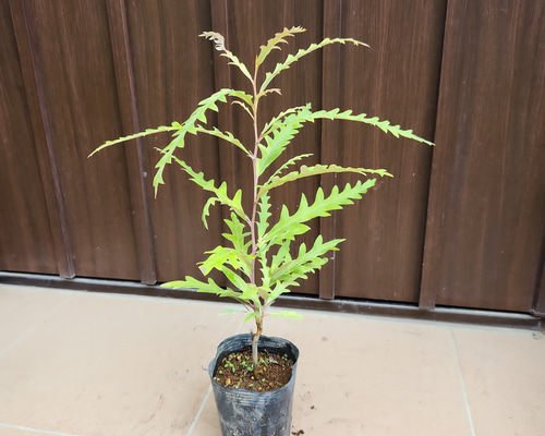 ☆人気品種/グレビレア/ハニーワンダー/6号ポット/オージープランツ