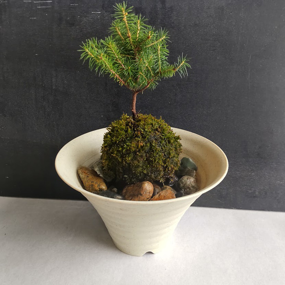 えぞ松苔付き盆栽 盆栽：ミニ景色盆栽 白芽八房えぞ松*（瀬戸焼楕円鉢）苔と砂付きbonsai