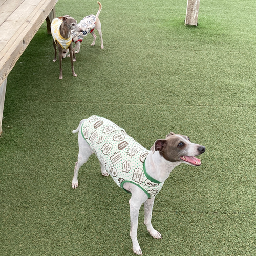 イタグレ☆タンクトップ