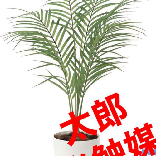 光触媒　人工観葉植物　ウォールグリーン　フェイクグリーン　パームヤシ70 光触媒 人工観葉植物 ウォールグリーン フェイクグリーン