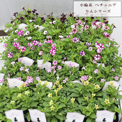 花苗 ペチュニア りん シリーズ 3.5号 多年草 一重 ボリューム