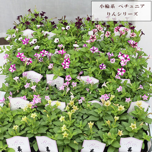 2818 西ベルリン 社会福祉 森の野草の花 4種完 1978年 ニリンソウ
