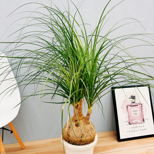 現品］1番 トックリラン 8号 ポニーテール ノリナ 観葉植物 室内
